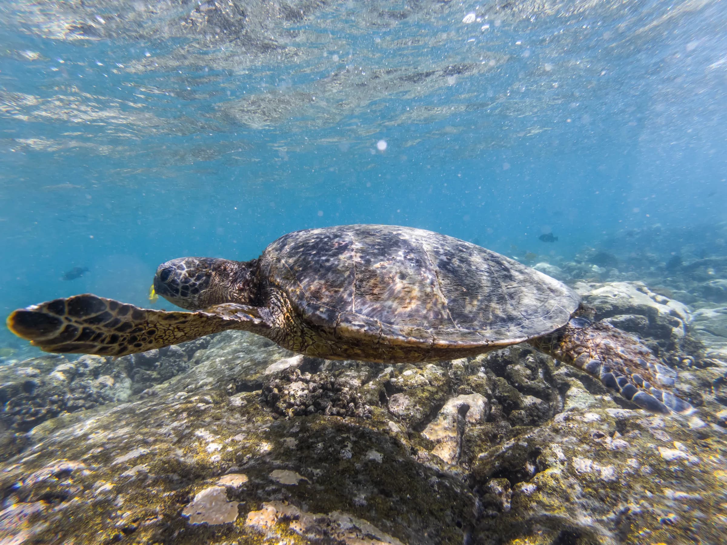 Kealakekua Bay snorkeling: boat tour, hike or kayak