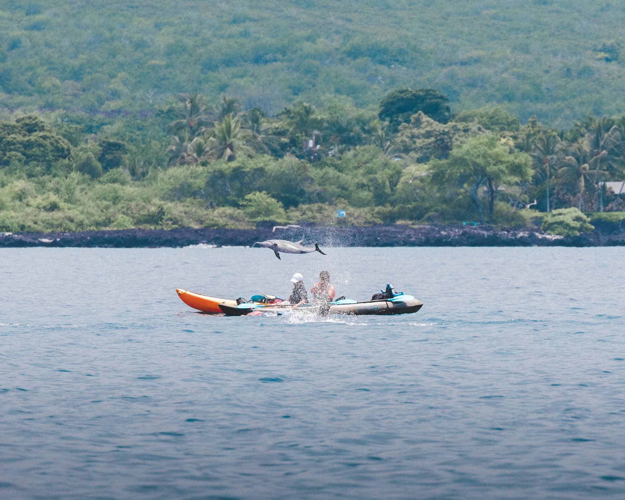 Kona dolphin snorkel tours: prices, times and who each one suits