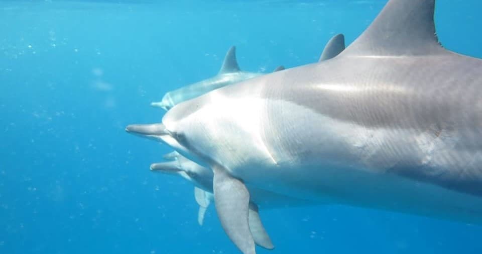 Dolphin Dreaming