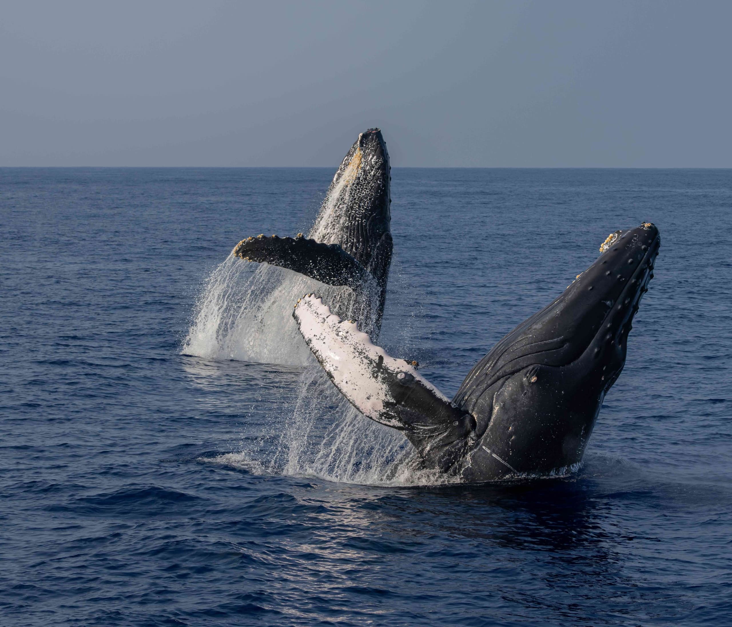 Humpback Whale Watch