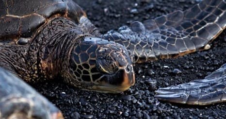 Punalu’u Black Sand Beach Tour - Hilo Discovery and Volcanoes National Park Explorer