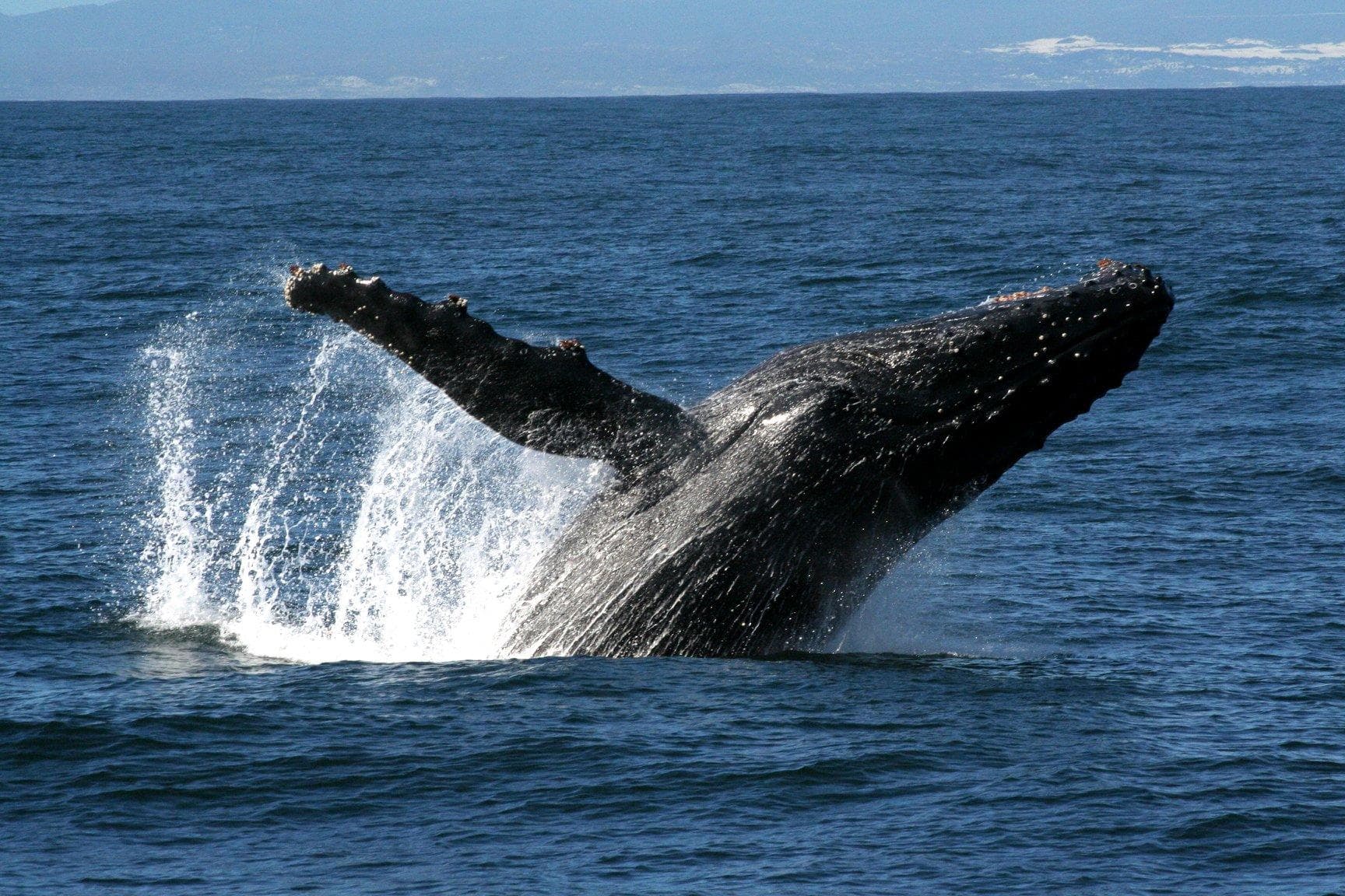Royal Humpback Whale Experience