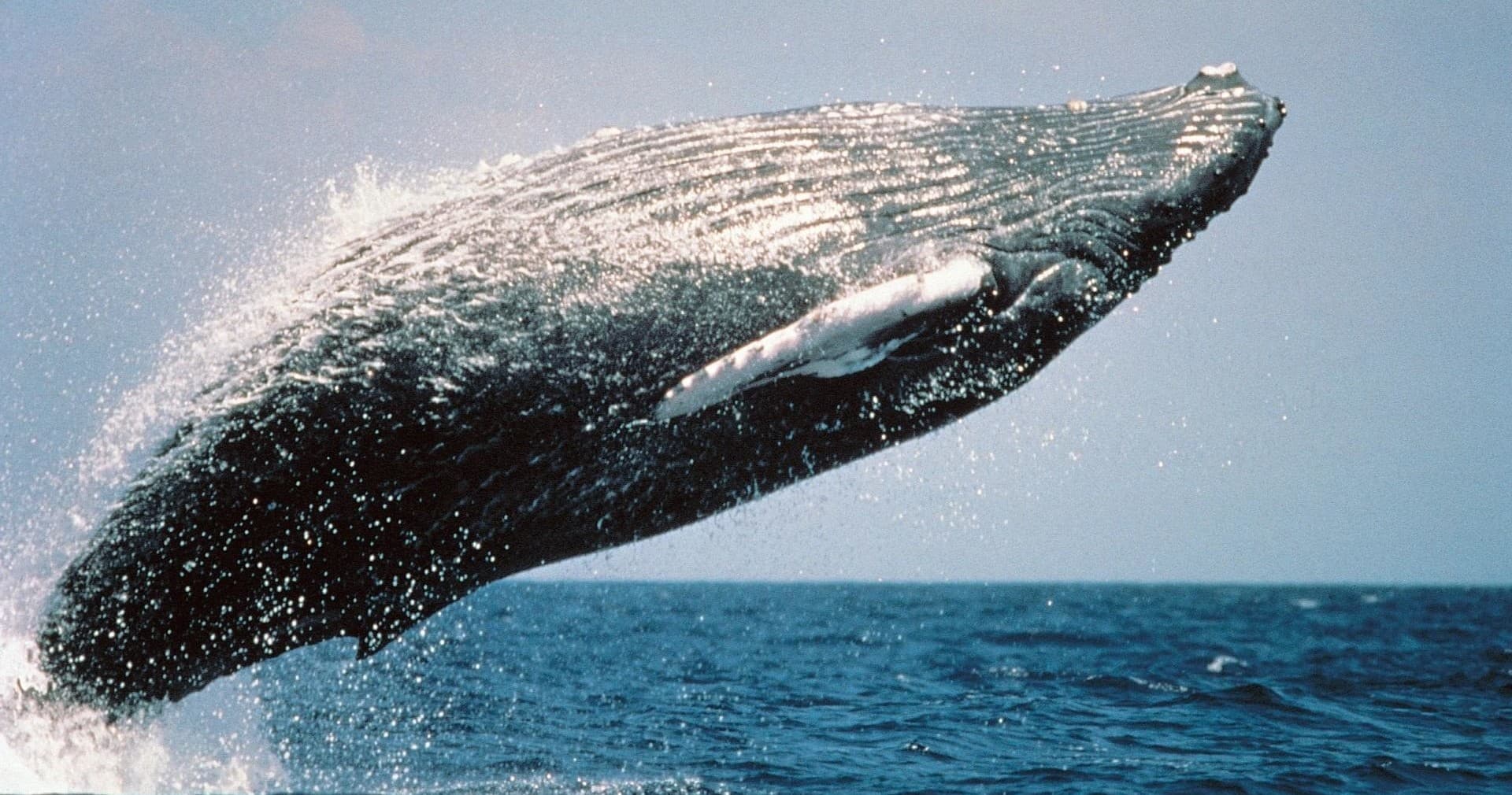 Humpback Whale Watching