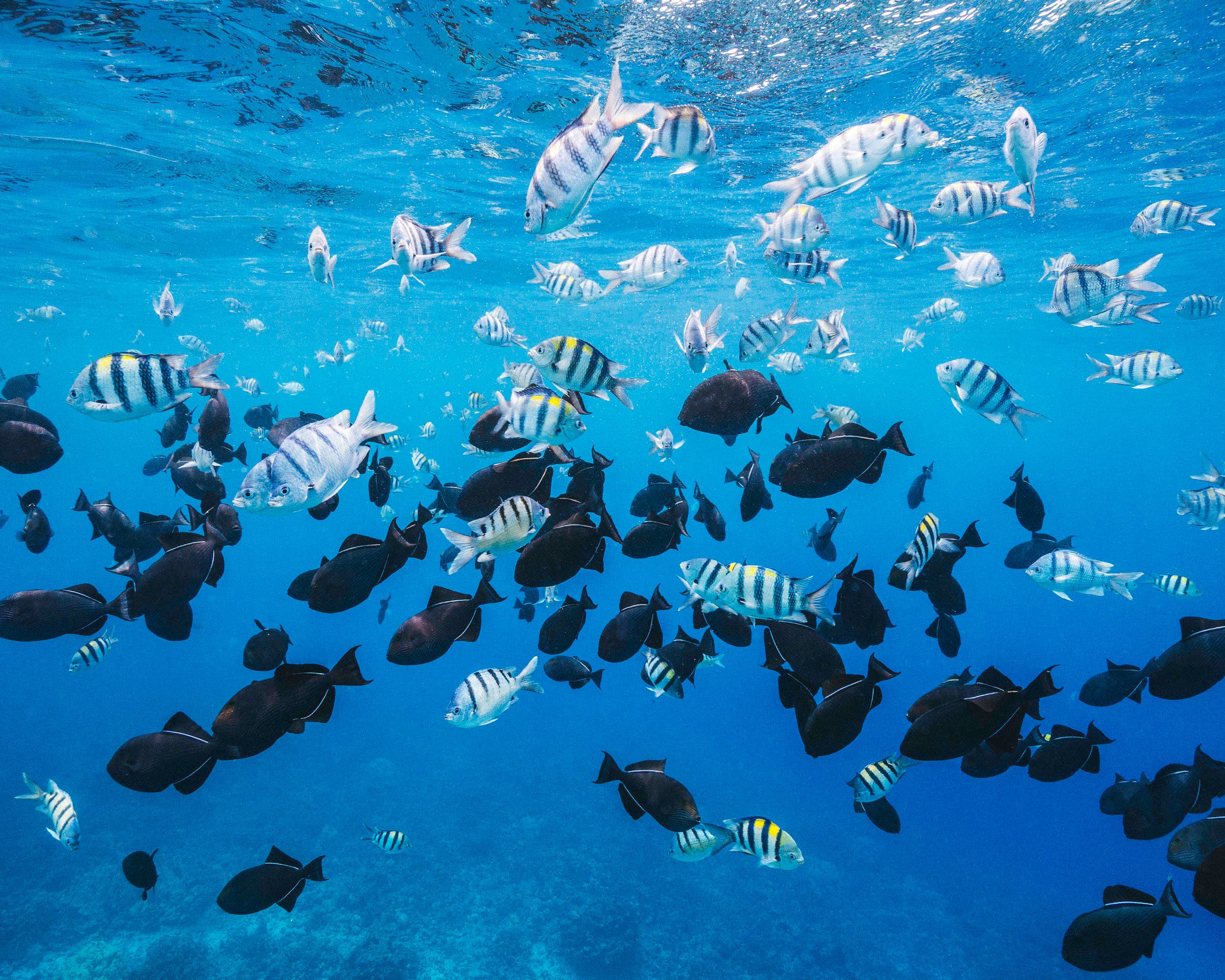 Morning Reef Snorkel & Whale Watch