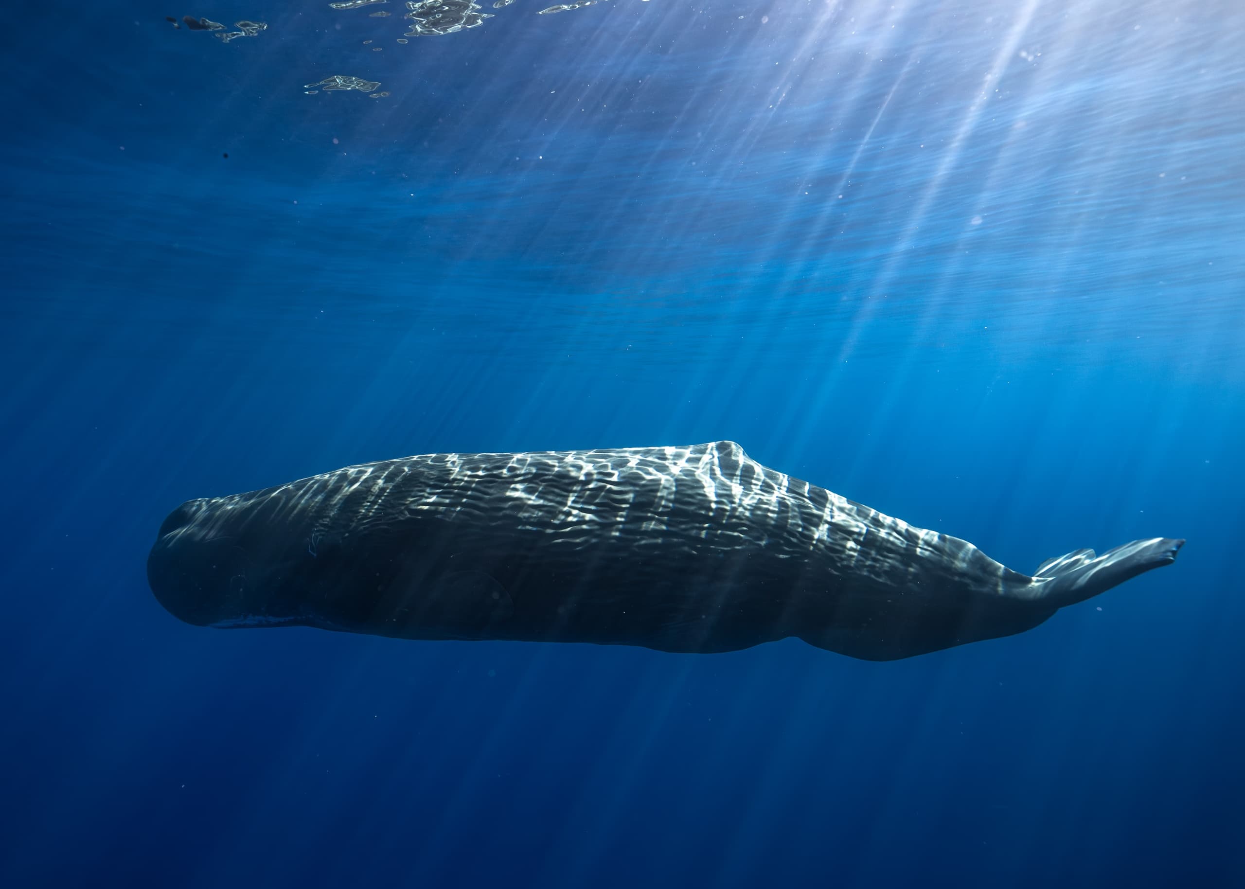 Long Range Pelagic Safari