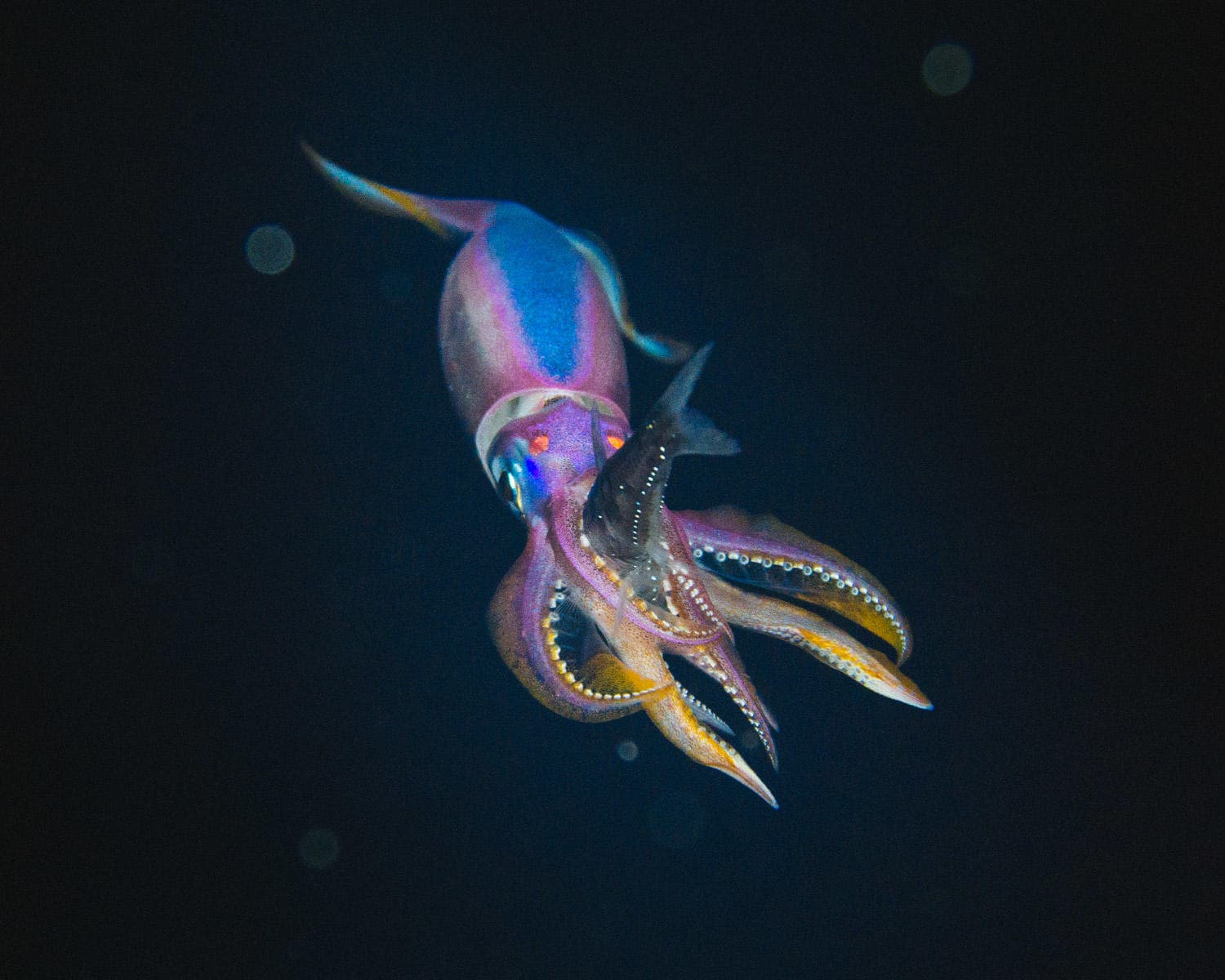 Black Water Dive