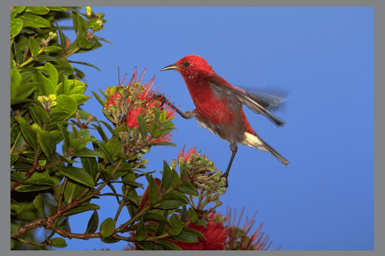 Hakalau Forest Reserve Birdwatching Exclusive - Private Ohana Outing