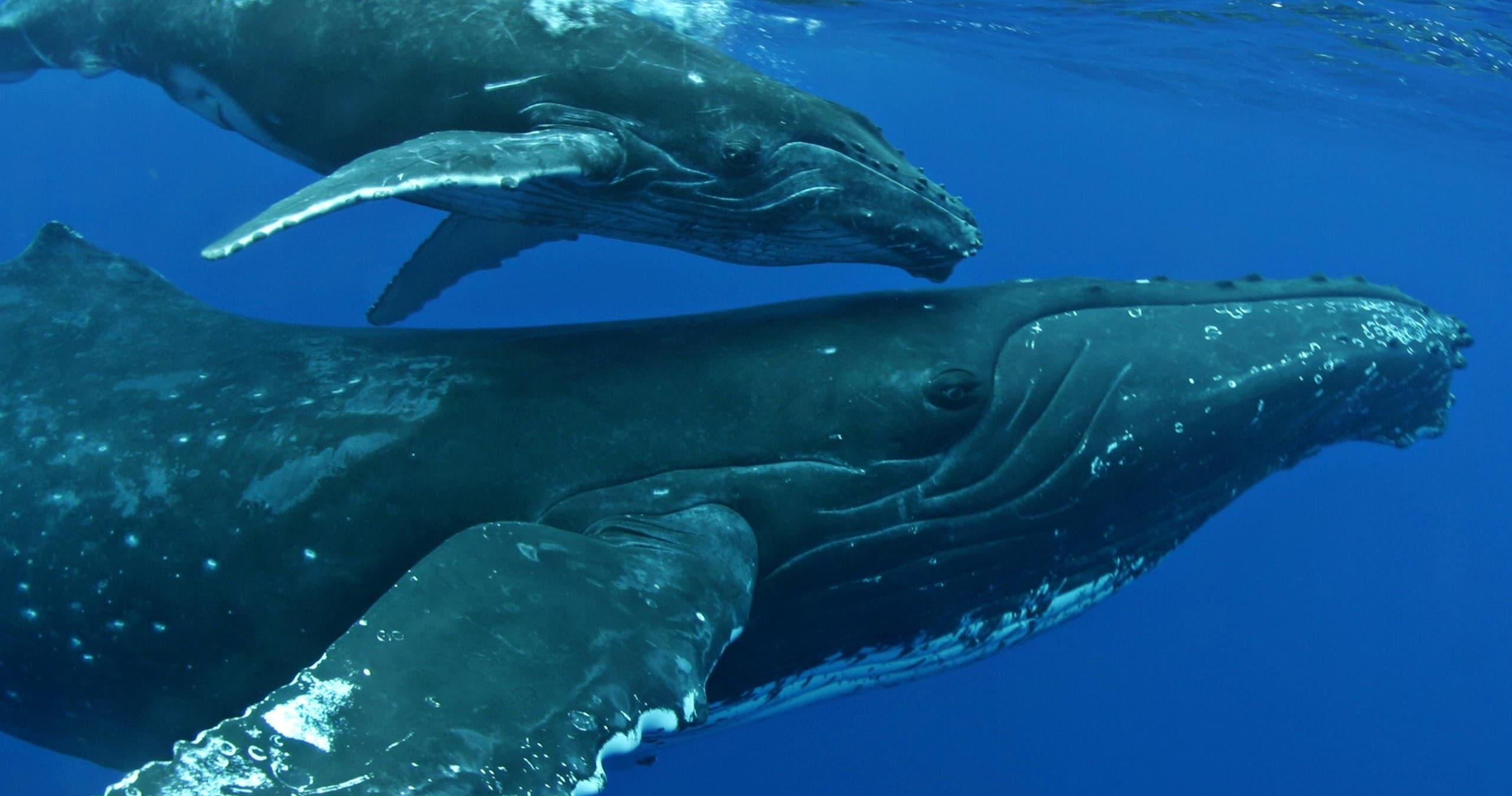 Whale Watch