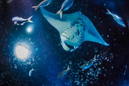 Late Manta Ray Snorkel