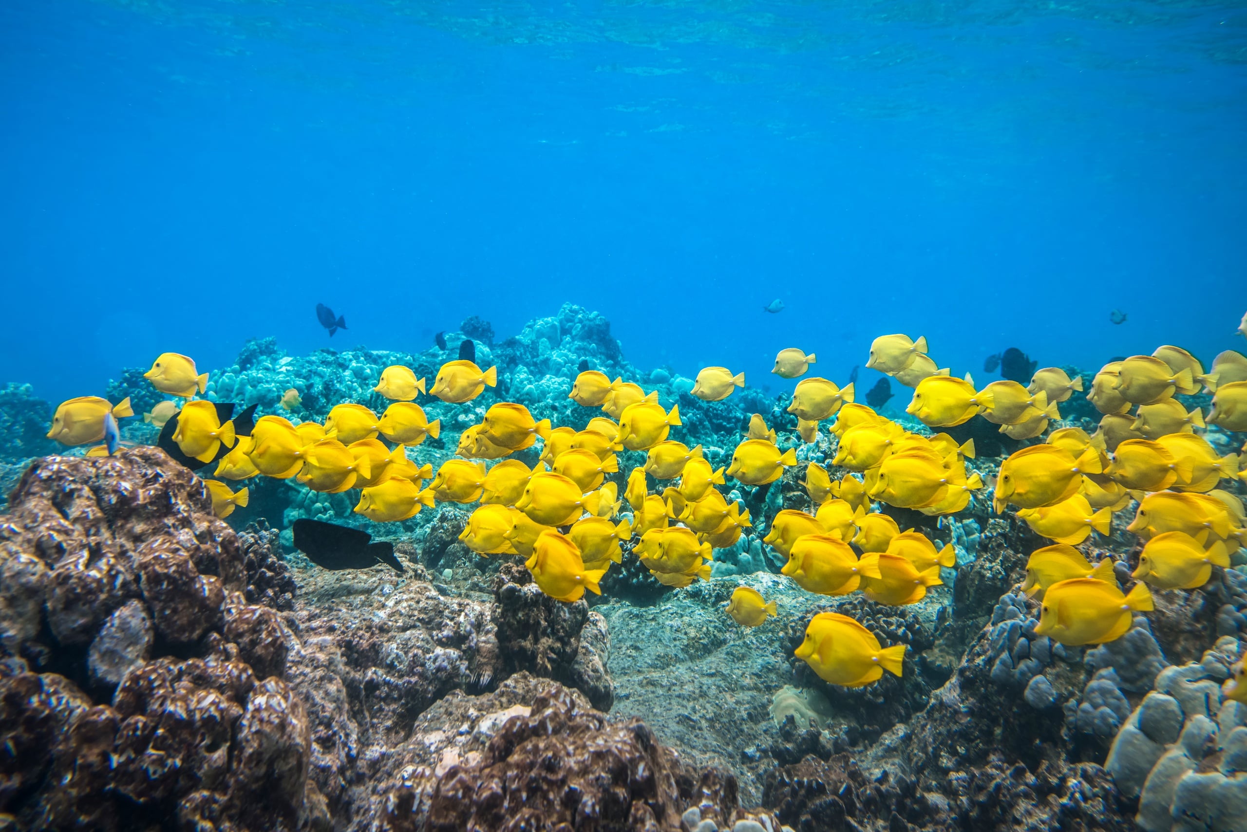 Kealakekua Bay / Captain Cook Monument Snorkel