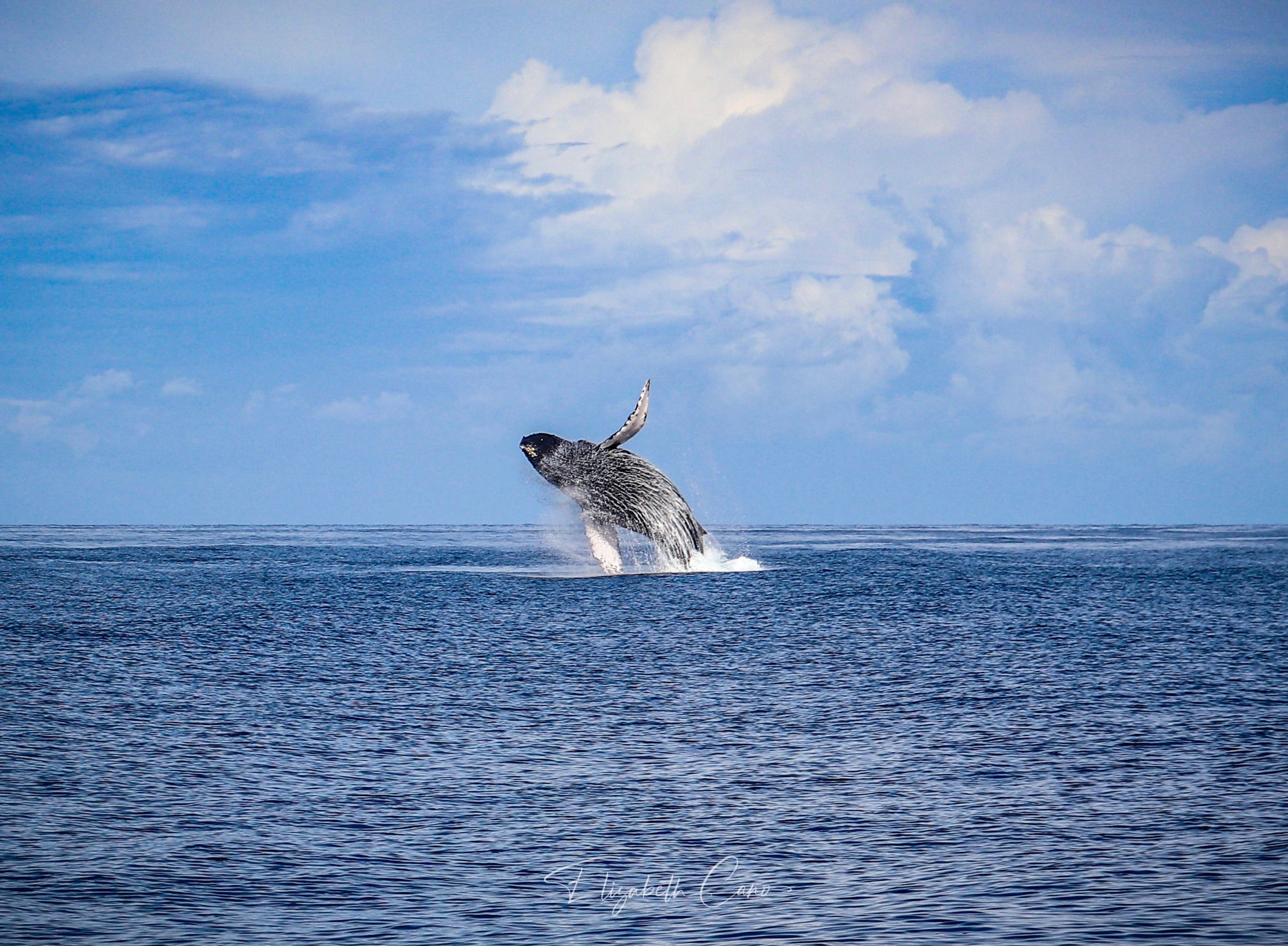 Mauna Kea Deluxe Whale Watch Cruise