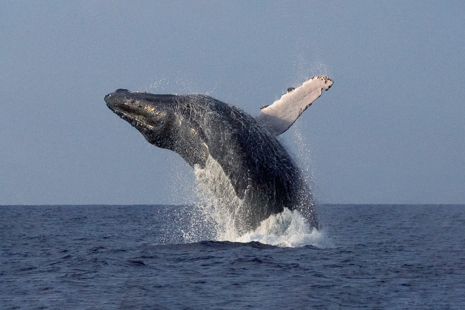 Super-Raft Whale Watch
