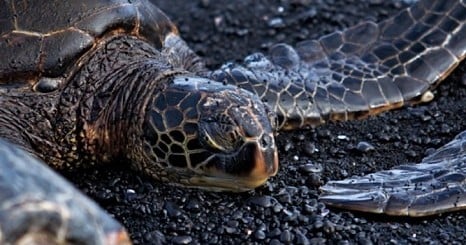 Punalu’u Black Sand Beach Tour - Hilo Discovery and Volcanoes National Park Explorer