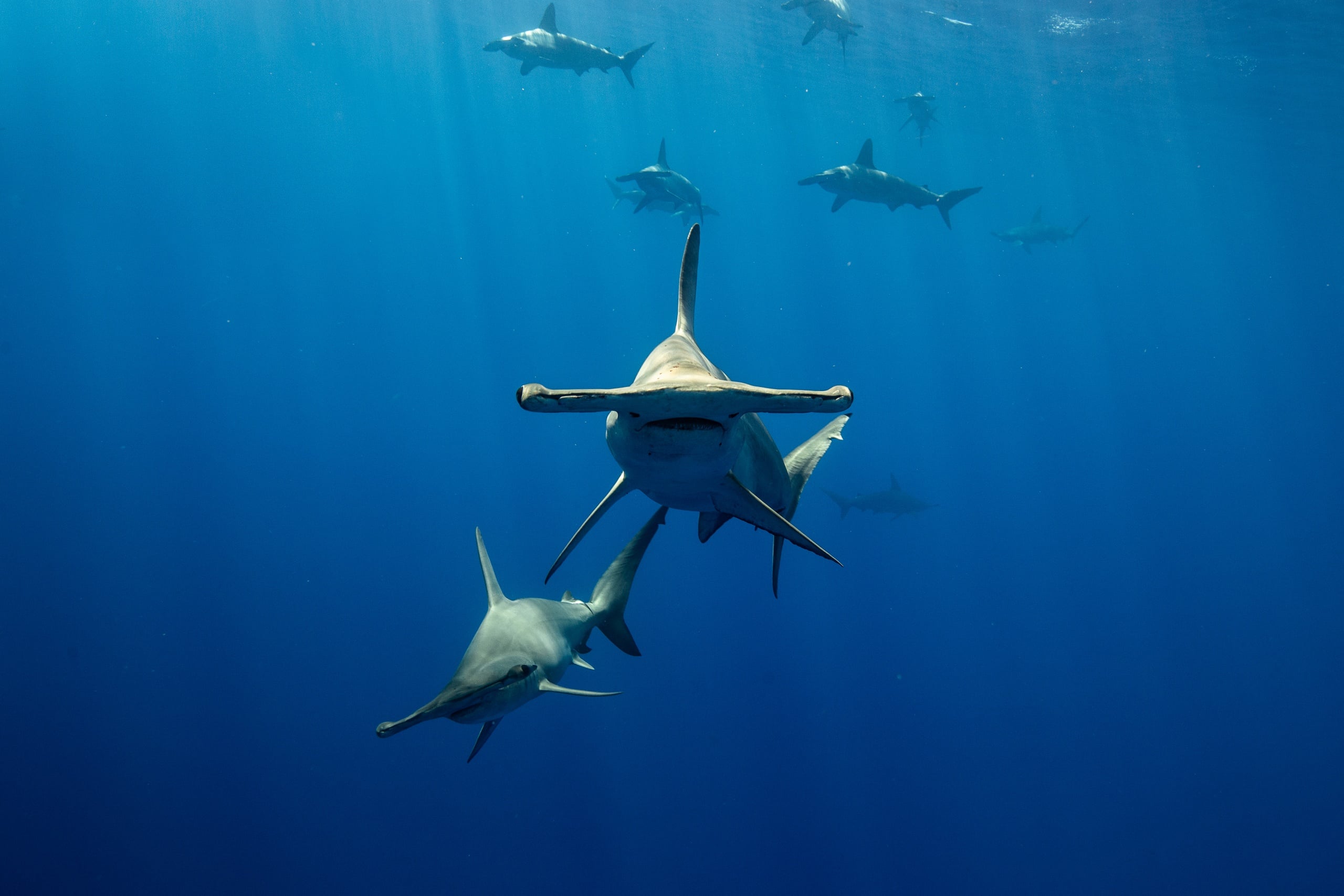 Hammerhead Shark Search