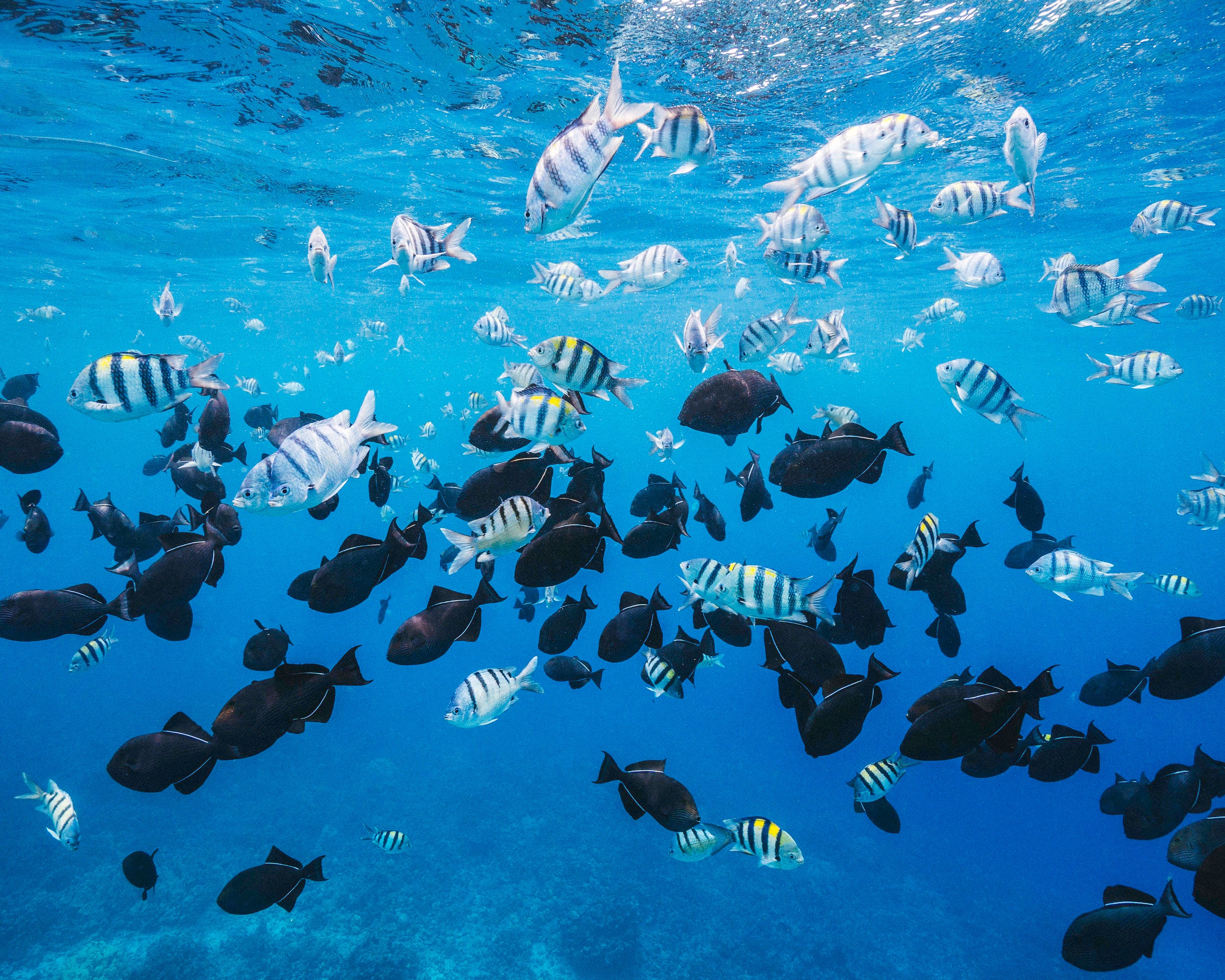 Morning Reef Snorkel & Whale Watch