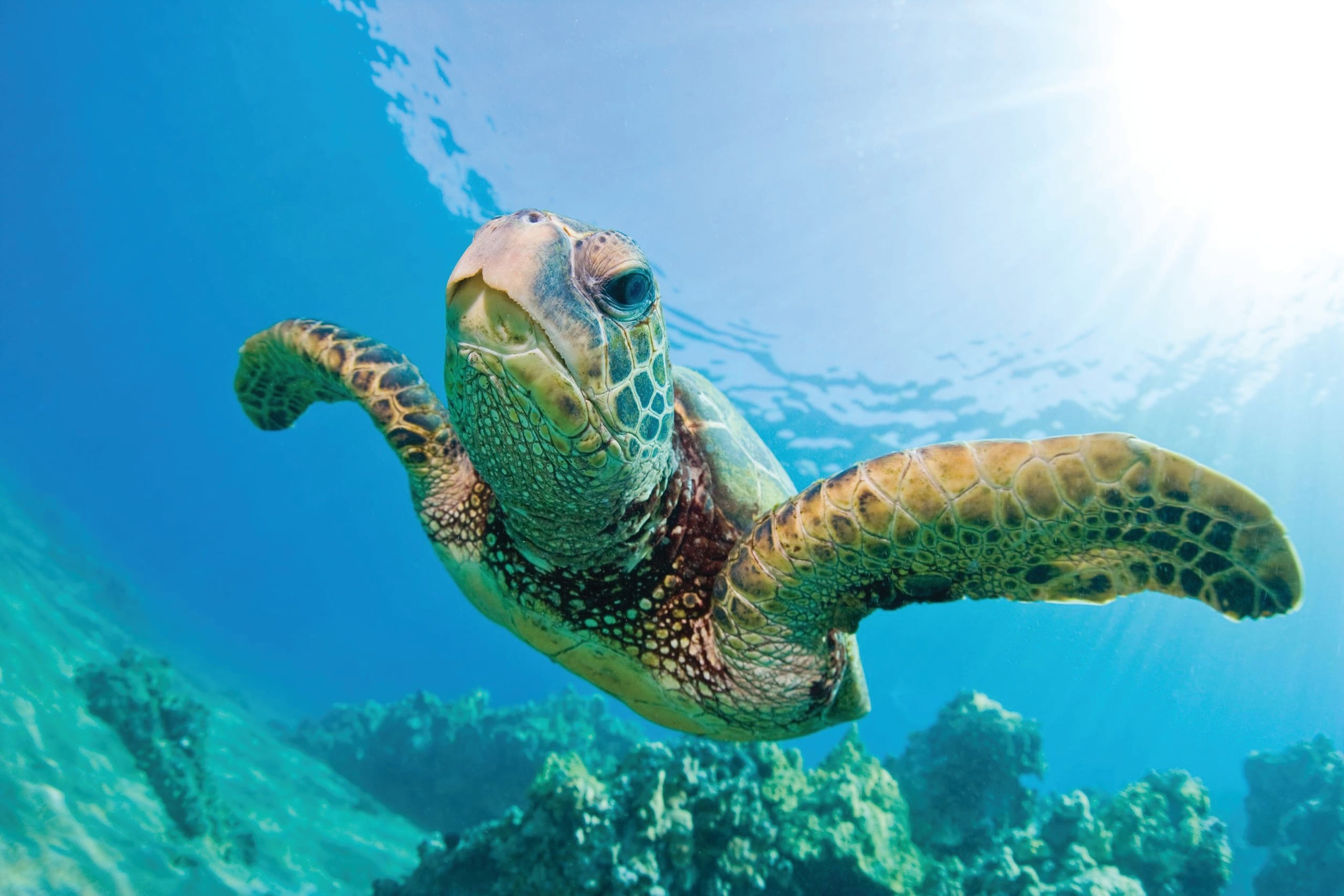 Waikoloa Snorkel Sail with Lunch
