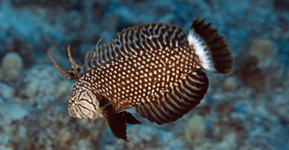 Discovery Scuba
