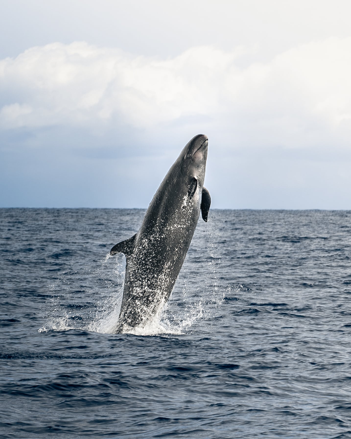 Pelagic Whale Watch