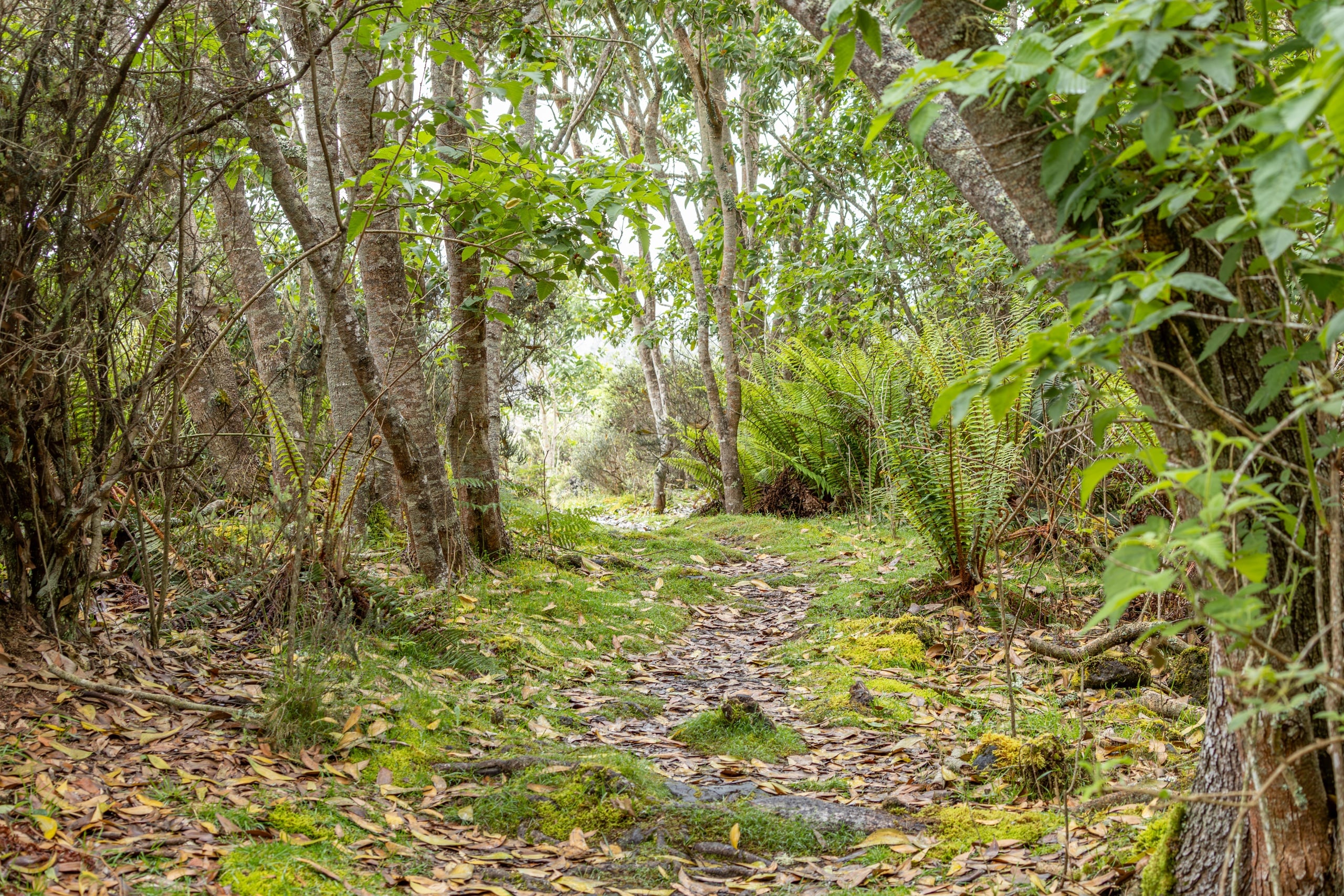 Pu'u O'o Hike