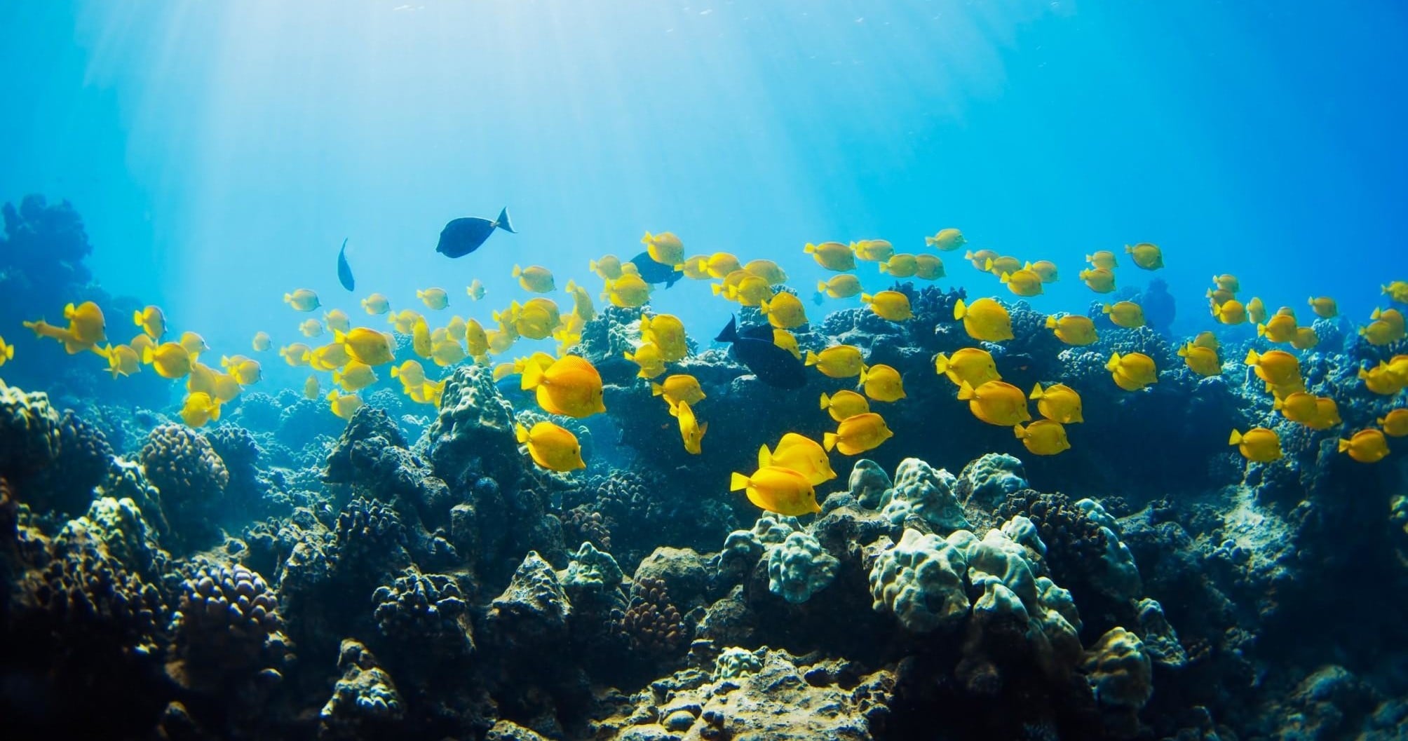 Boat Snorkel - Tropical Reef & Wildlife Adventure
