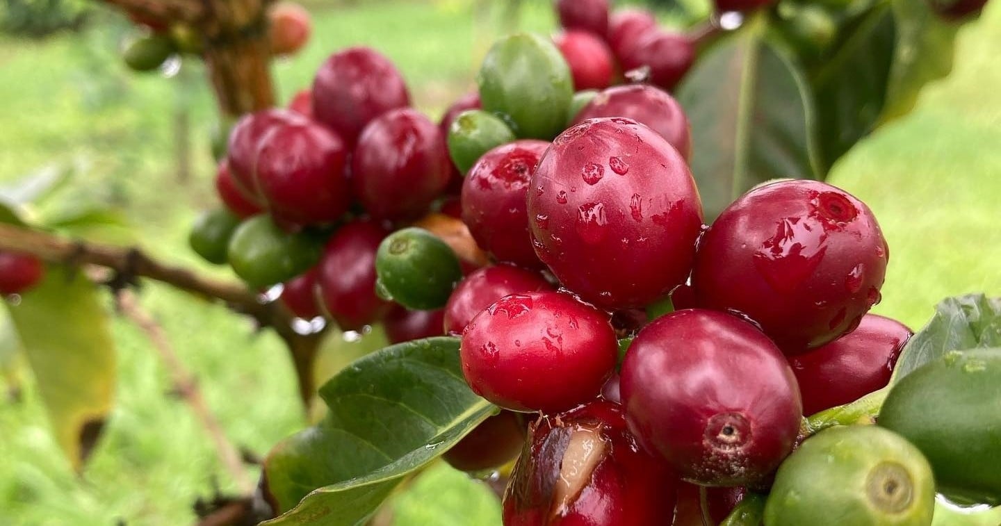 Coffee Farm Experience