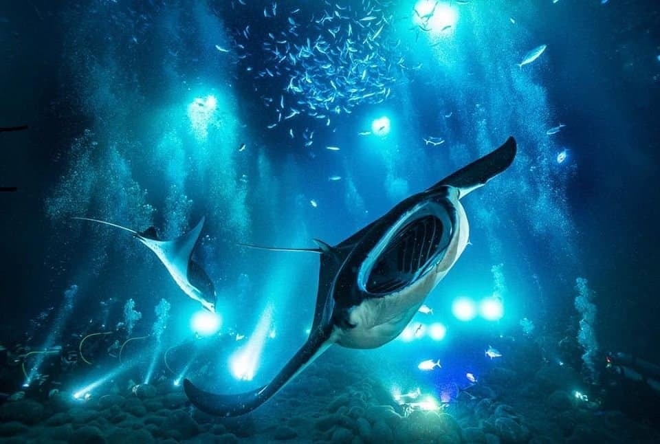 Sunset Manta Snorkel and Scuba Diving Trip