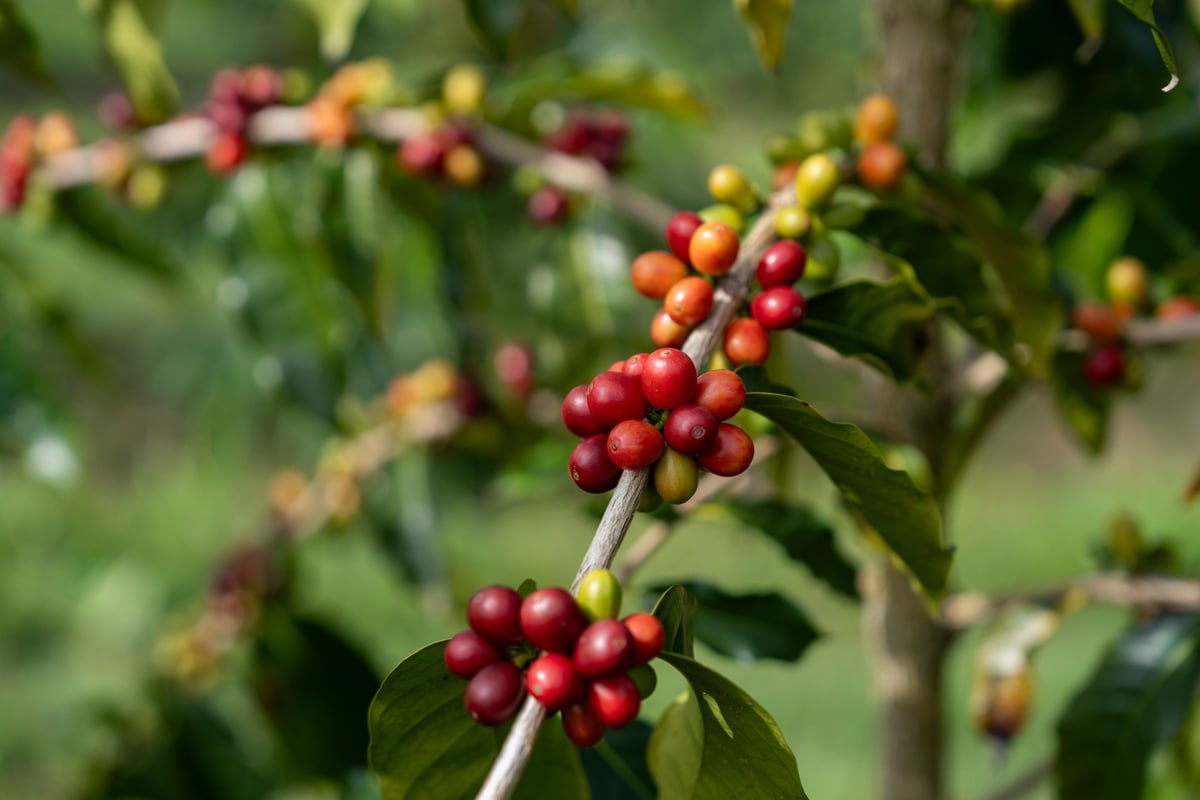 Coffee Farm Tour