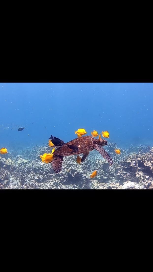 PADI Scuba Diver Course