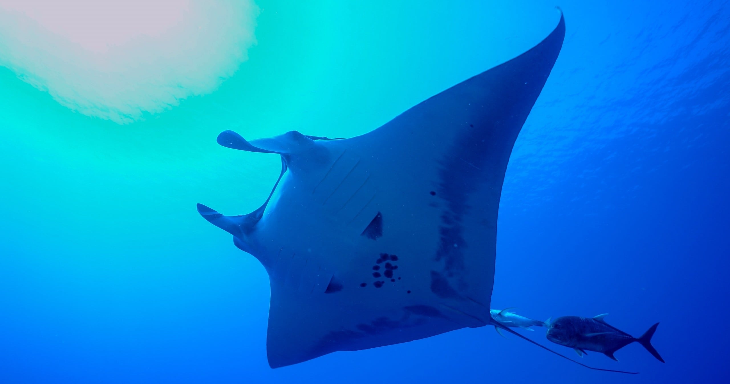 Coral Reef Snorkel Adventures