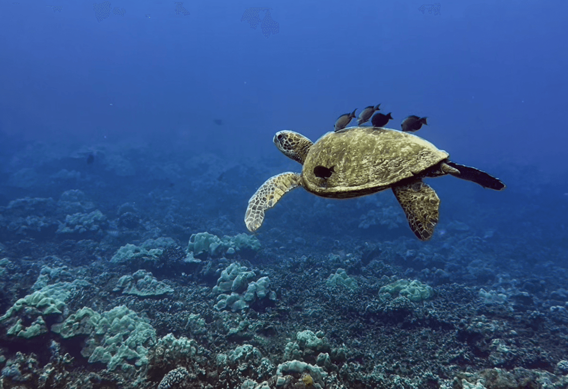 2 Tank Shore Dive – Wai'olena Beach