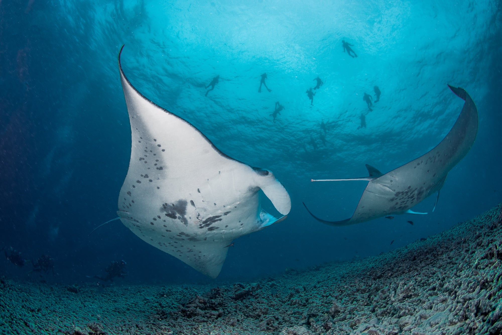 2-tank Manta Ray Night Charter