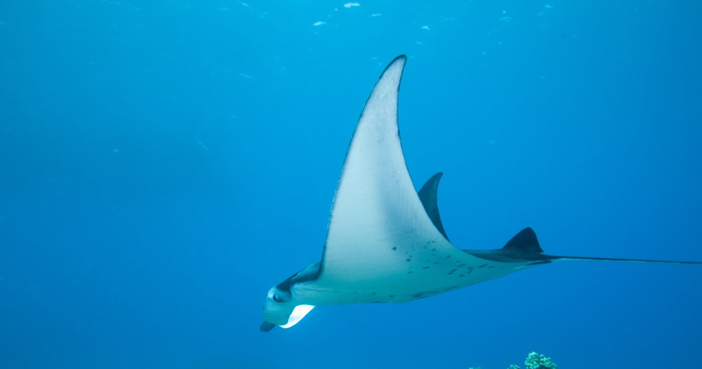 Manta Magic: Explore Manta Village from Keauhou Harbor
