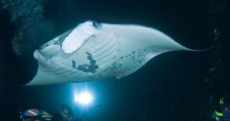 Majestic Manta Rays Snorkel/ 1-Tank Scuba Dive Adventure