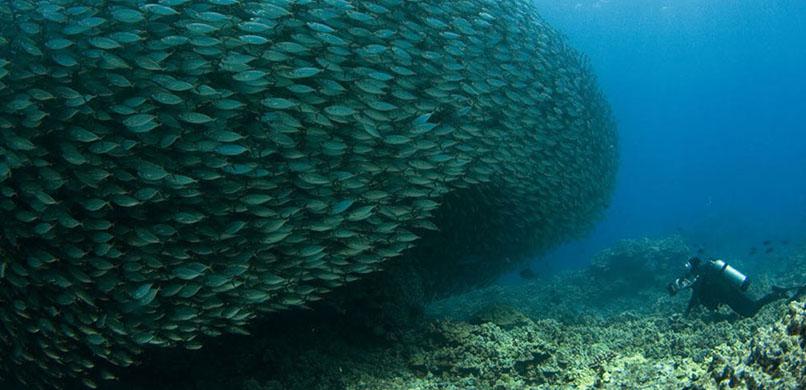 Afternoon Reef & Manta Snorkel/2-Tank Scuba Adventure