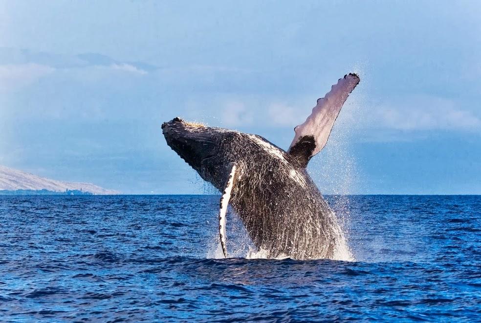 Whale Watch