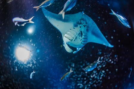Manta Ray Night Charter
