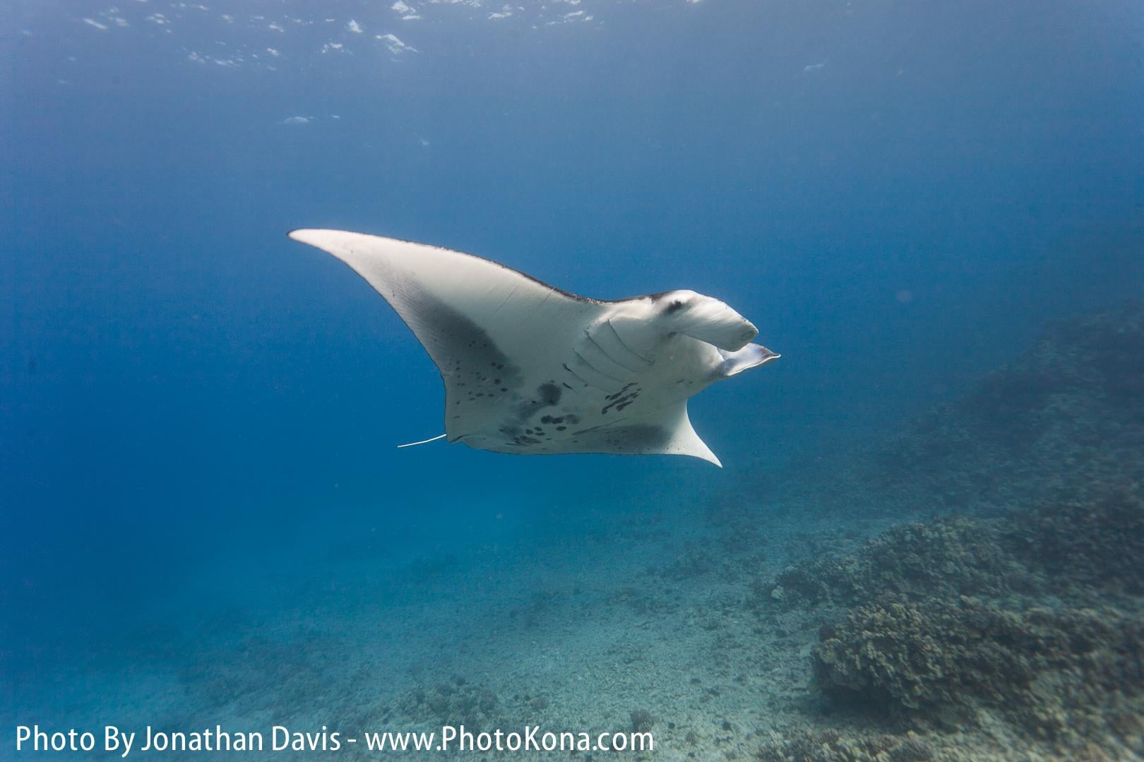Twilight & Manta Ray Two Tank Dive