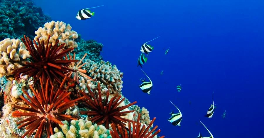 Discover Scuba Diving