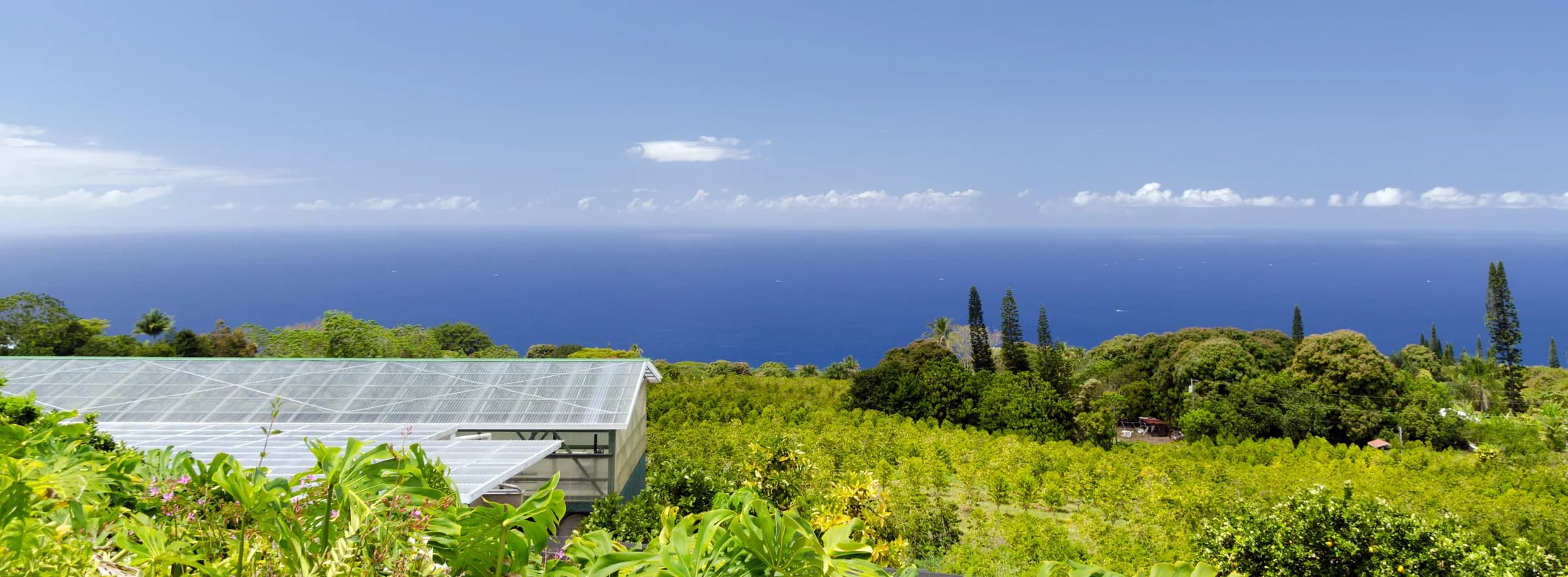 Kona Coffee Farm Tours: A Tasting Guide (2026)
