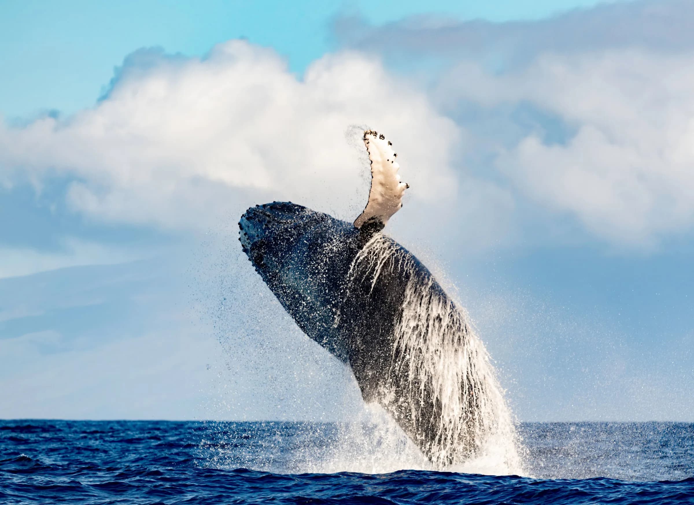 Big Island Whale Watching: Complete Seasonal Guide (2026)