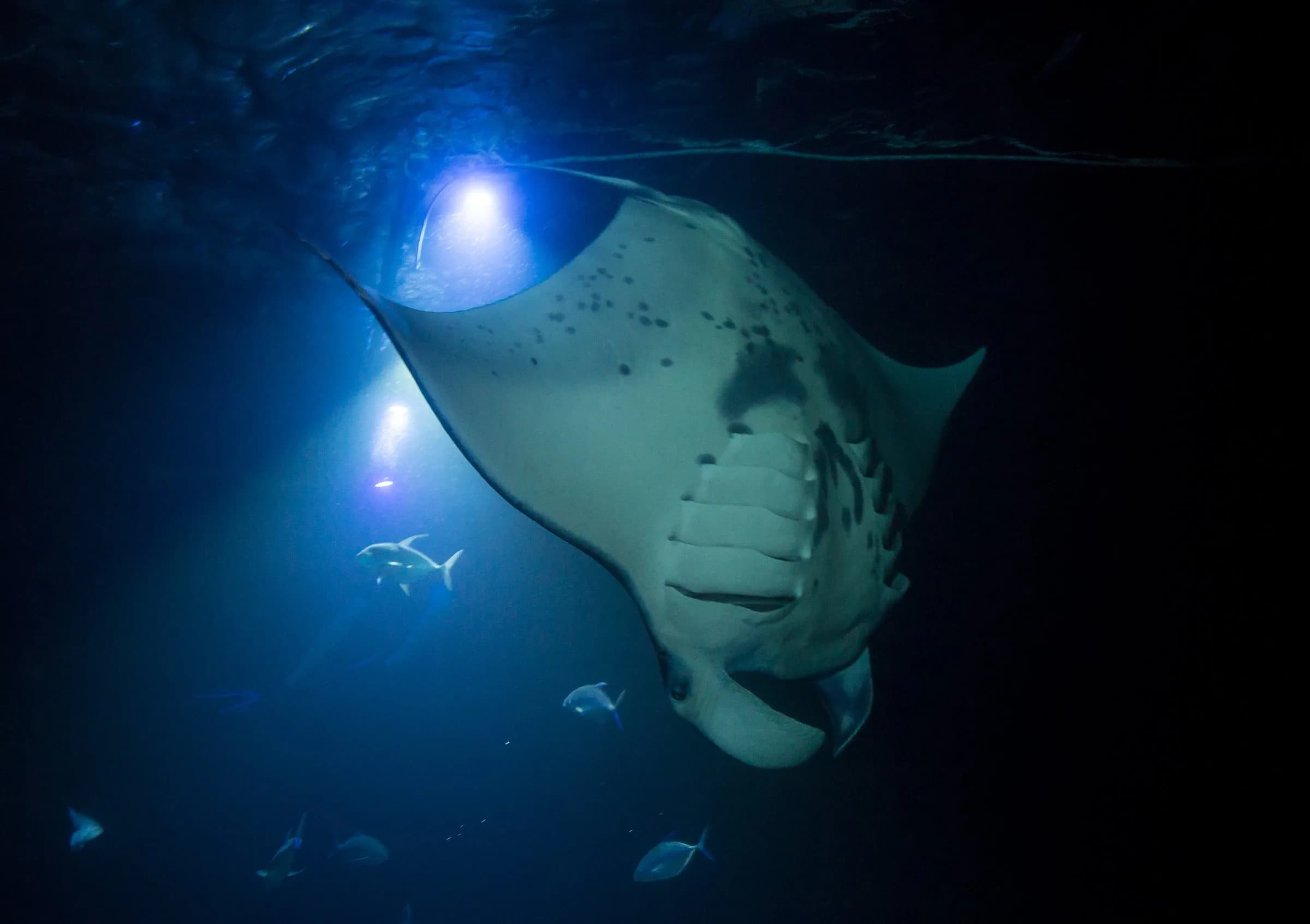 Scuba Diving on the Big Island of Hawaii: The Complete Guide