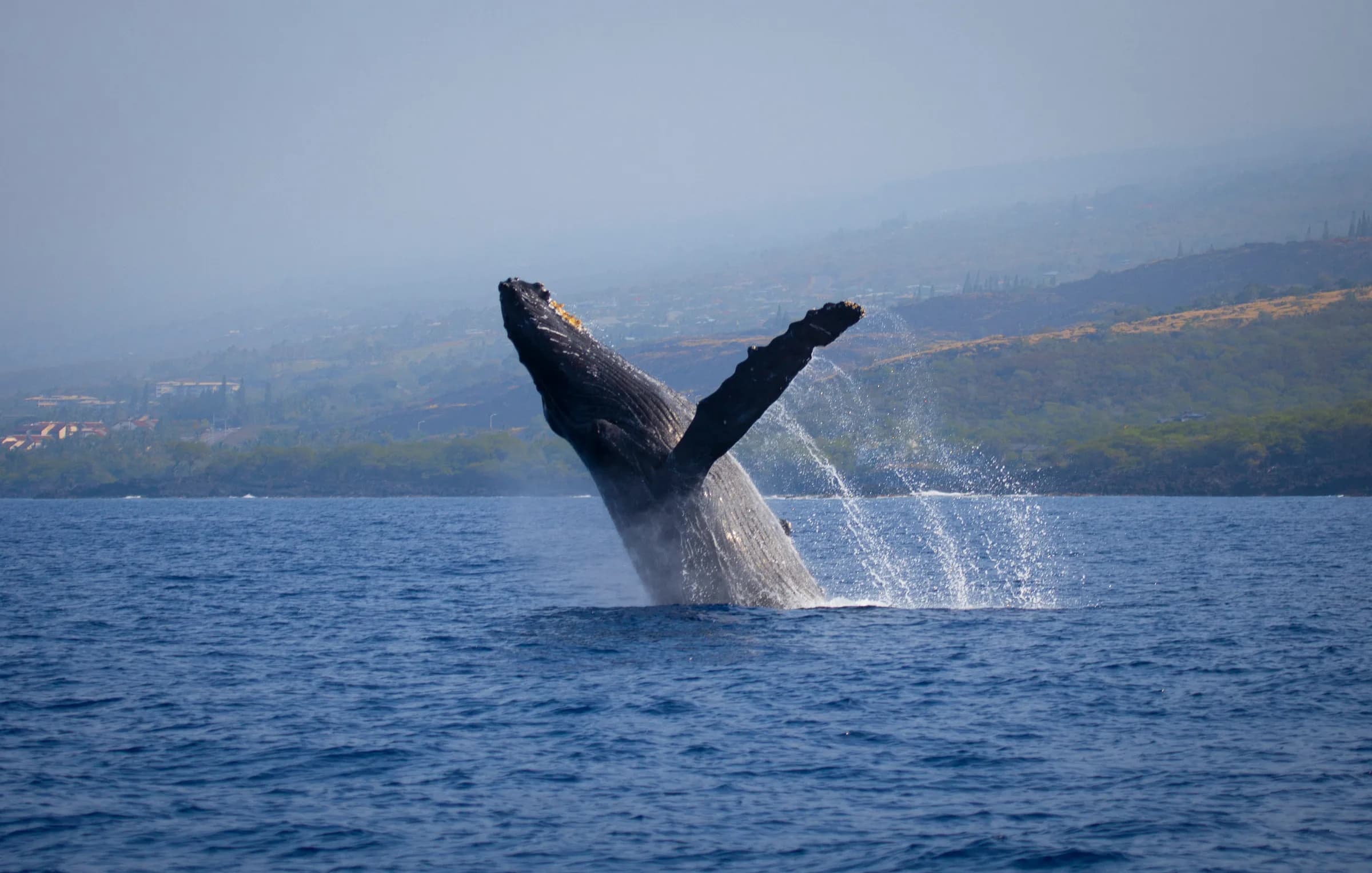 Whale Watching