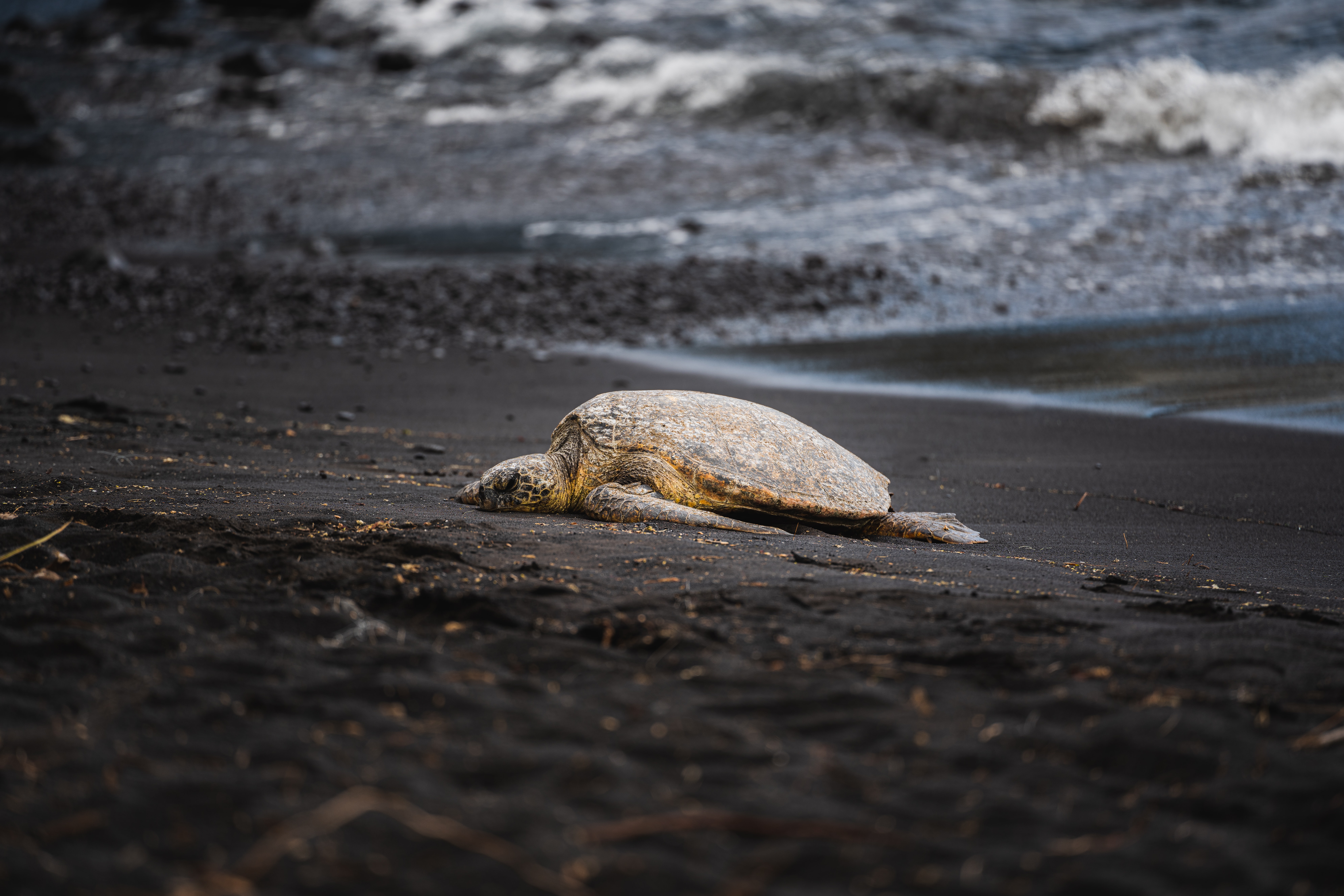 Black sand beach on The Big Island of Hawaii
