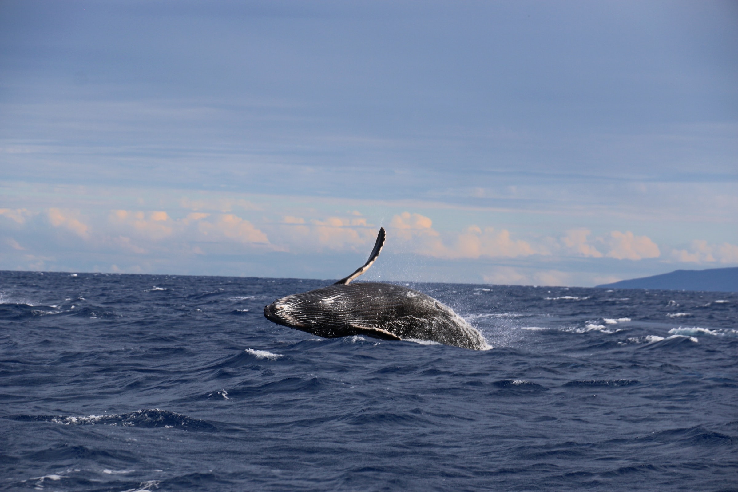 Whale watching Big Island
